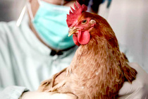 Предупреждение возникновения высокопатогенного гриппа птиц,