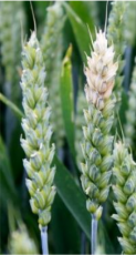 Профилактические меры борьбы с фузариозом в посевах зерновых культур: рекомендации специалистов